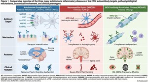 Figure from article: Autoimmune inflammatory...
